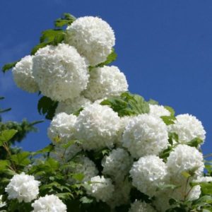 калина Бульденеж