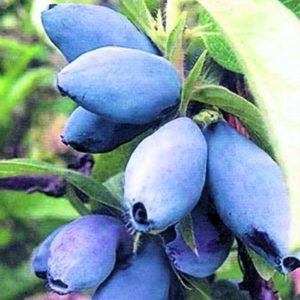 жимолость мария