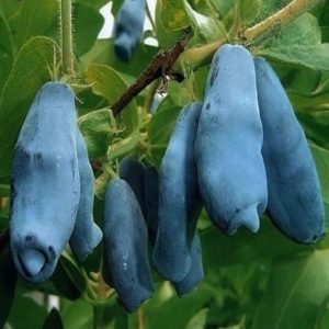 жимолость ленинградский великан
