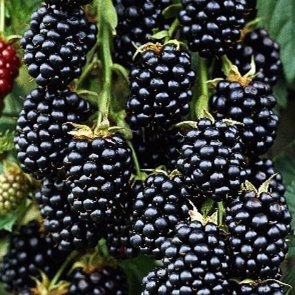 прайм арк 45 ежевика прайм арк 45